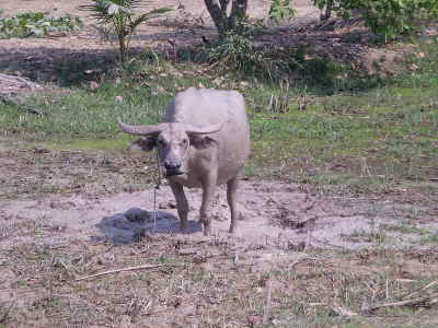 Ochse nach gemtlichem Schlammbad