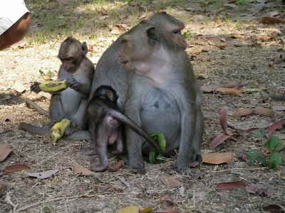 Affen vor Angkor Thom