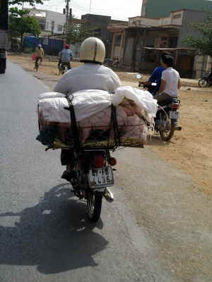 Schweinetransport